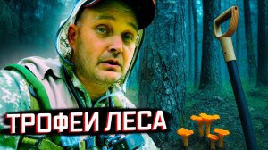 УЕХАЛ ЗА ГРИБАМИ, ВЗЯЛ С СОБОЙ МЕТАЛЛОИСКАТЕЛЬ.
