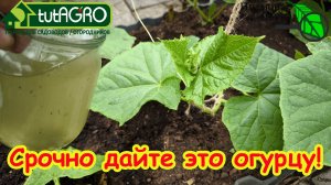 =БЕЗ ТАБЛЕТОК и УДОБРЕНИЙ= ДАЙТЕ ЭТО ОГУРЦАМ и ТОМАТАМ и ОНИ ОБИЛЬНО ЗАПЛОДНОНОСЯТ.