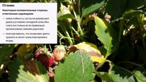 Определяем сорк клубники! Купчиха или нет?