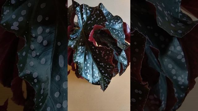 бегония Макулата, ДС Шоколад и продажа деток смотреть онлайн