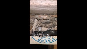 Ласточки свили гнездо в доме