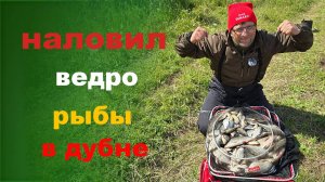 наловил ведро рыбы