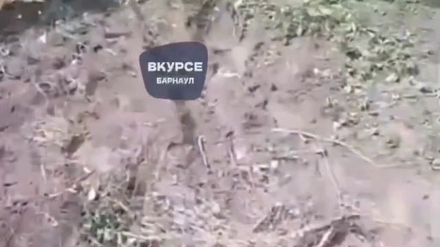 Тройное смертельное ДТП под Славгородом смотреть онлайн