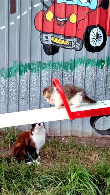 Котенок на детских качелях. #котята #шорты 4k смотреть онлайн