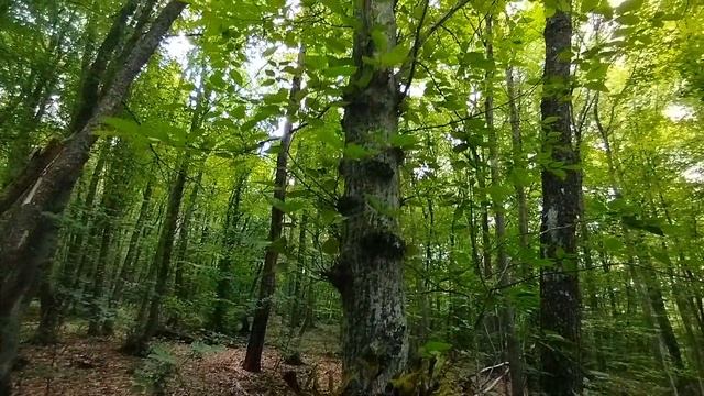 В лесу Старого Крыма смотреть онлайн