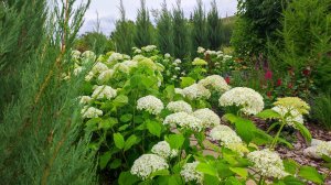 Наш сад в начале июля. Розы, гортензии, лилии, плодовый сад.