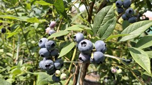 Летняя посадка голубики в торф с хвойным опадом и агроперлитом в контейнеры.