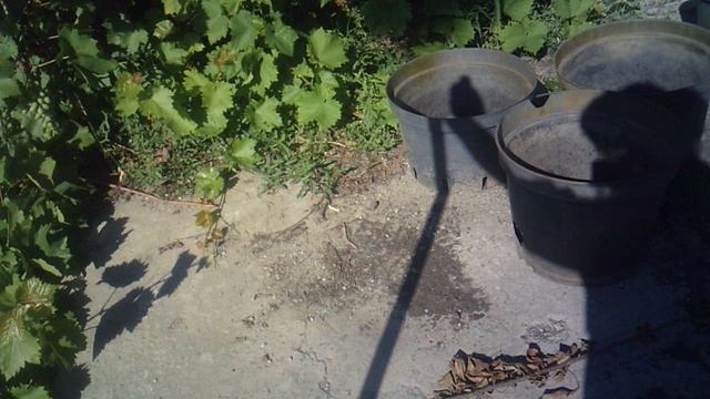 Обзор тени: "Астрономия в быту". #сезонконтентаRUTUBE