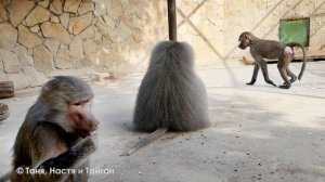 Ох, Елисей, ты только держись! Наказывать, прощать - роль вожака утомляет! Подсластили ему вечерок!