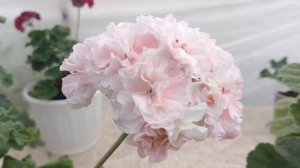 цветут новинки!