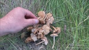 когда и где растут опята! показываю и объясняю!