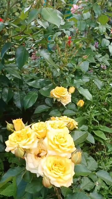 Розы-это всегда красиво. 05.07.2025 смотреть онлайн