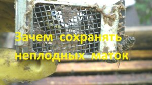 Неплодных маток временно можно сохрангить так