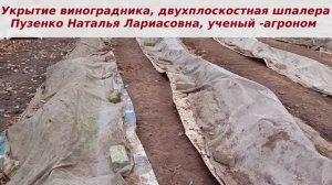 Зимнее укрытие виноградника, преимущества предложенной шпалеры со смещенным центром установки.