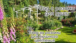 Сад с розами для души. Уход за розами для пышного цветения