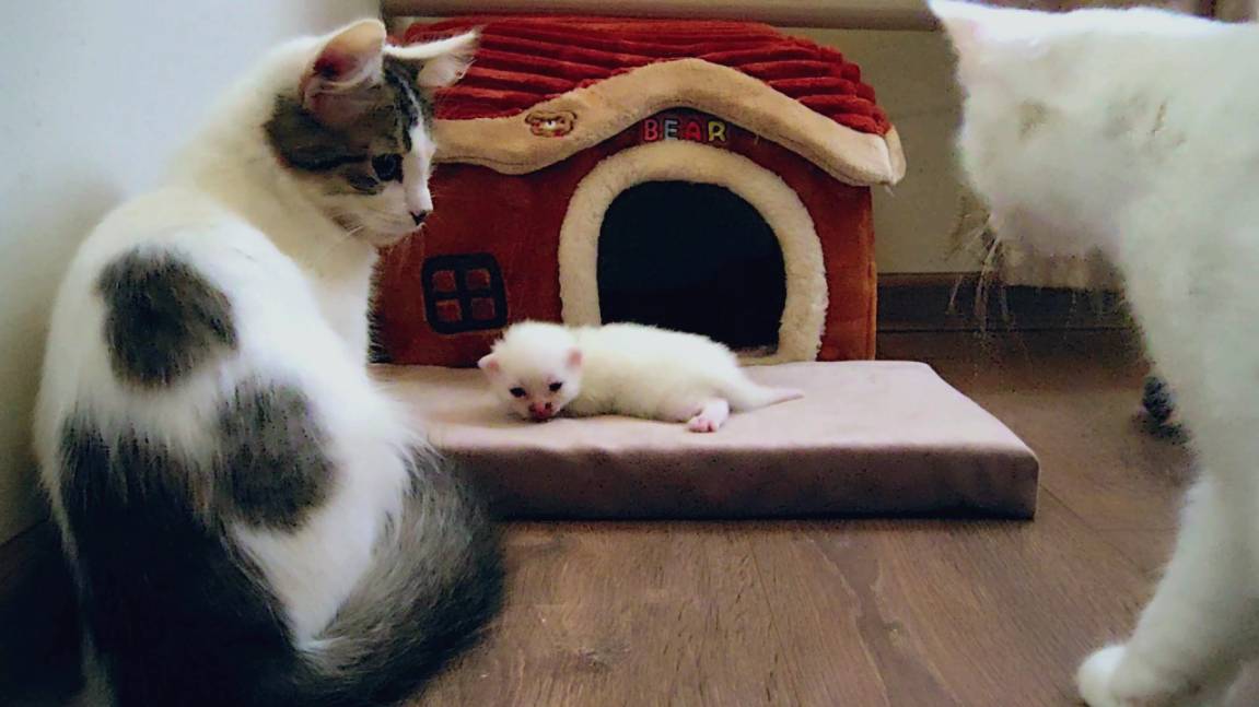 Старшие братья пришли посмотреть на новорожденного котенка. смотреть онлайн