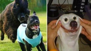 СМЕШНЫЕ ВИДЕОПРИКОЛЫ |Смешные видео с животными и людьми | Я РЖАЛ ДО СЛЕЗ|ПОДБОРКА ПРИКОЛОВ