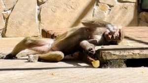 ОБХОХОЧЕШЬСЯ! Люська артистка разлеглась и есть апельсины