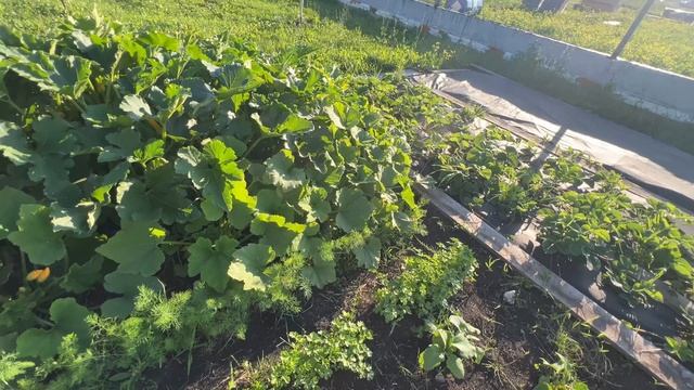 На грядке соседствуют местные обитатели. Первый урожай кабачков смотреть онлайн