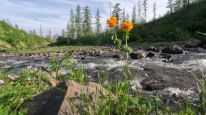 Симфония заполярного лета