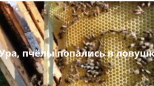 Попался рой пчёл в ловушку 6 июля 2025 года.