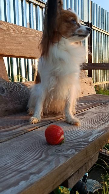 Пес, клубника и воришка.