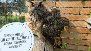 Кошка Морошка гуляет с треугольным котом. Сова Ёль наслаждается первой жарой. Добыли ещё кирпичей!