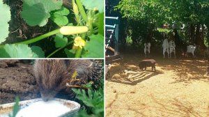Огородный 🤦_♀️ обзор 😁. Что-то растет 😃, а что-то нет 🤷. Ежика 🦔 спасла. Деревенская жизнь
