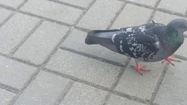 голубь смотреть онлайн