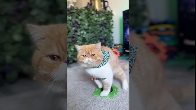 Реинкарнированный в кота отвечает на вопросы... смотреть онлайн