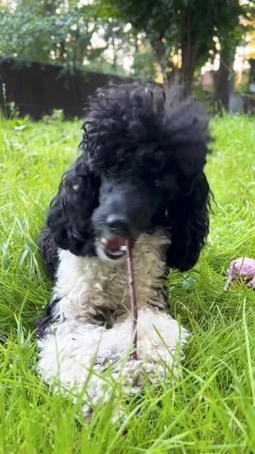 Самые вкусные палочки у нас)) смотреть онлайн