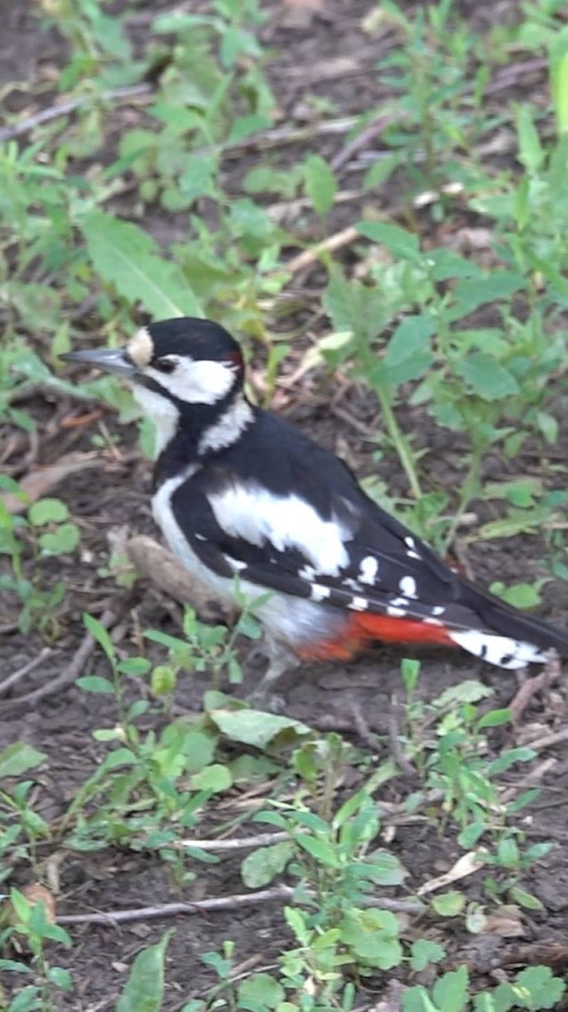 Дятел-копатель смотреть онлайн