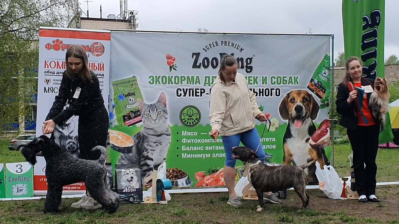 25.05.2025, СПб. Клуб "Аллен" (РКФ, ОАНКОО). Выставка собак CAC 3 группы FCI смотреть онлайн