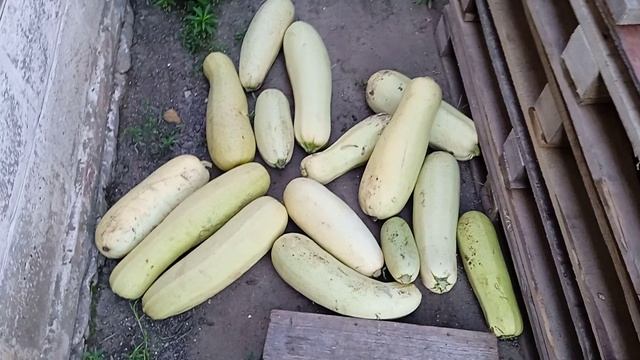 Корм нутриям !