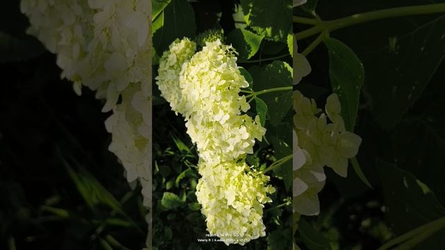 Гортензия древовидная 🌸🌿 04.07.2025 смотреть онлайн