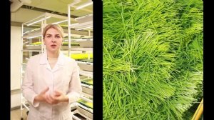 Что такое витграсс и зачем он нужен? Green Vale — суперфуд в формате шота