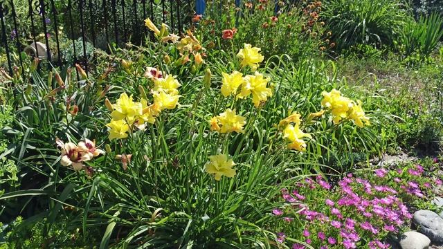 Цветник с лилейниками! смотреть онлайн