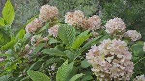 24-28 июня . В саду -огороде у Провансаллочки