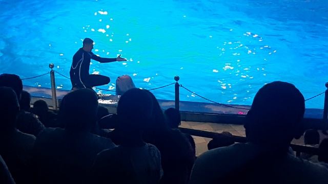 Дельфинарий Лазаревское 2025