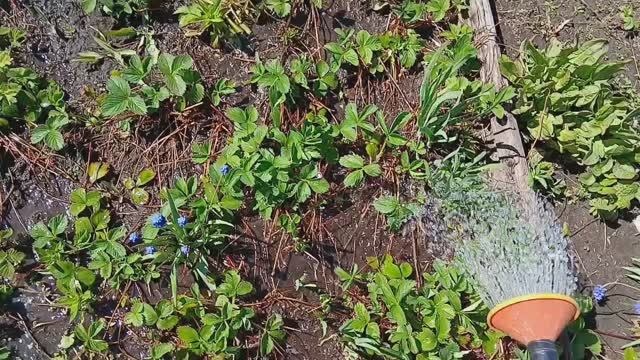 2050.   18.05.2025 г. Подкормим клубнику.