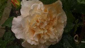 Розы. Сорт Мисс Файн