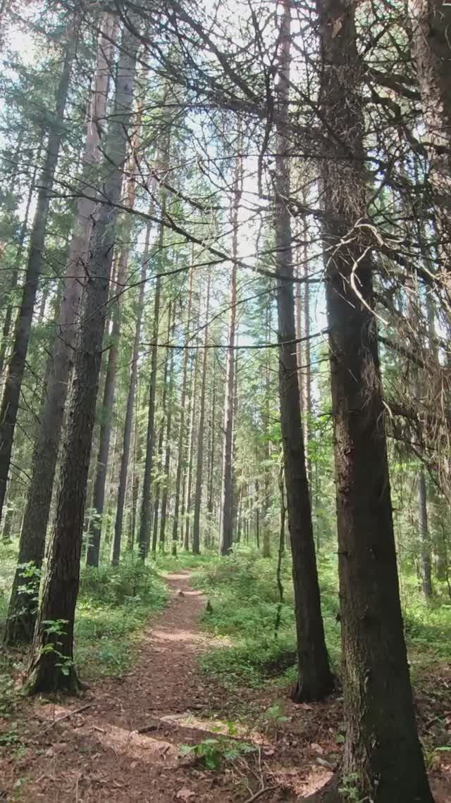 #пениептиц #солнечный #лес #релакс #природа #антистресс #наприроде #отдых #длядуши #медитация #лето