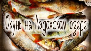 Рыбалка на Ладоге, окунь
