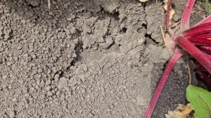 вот это подарок!