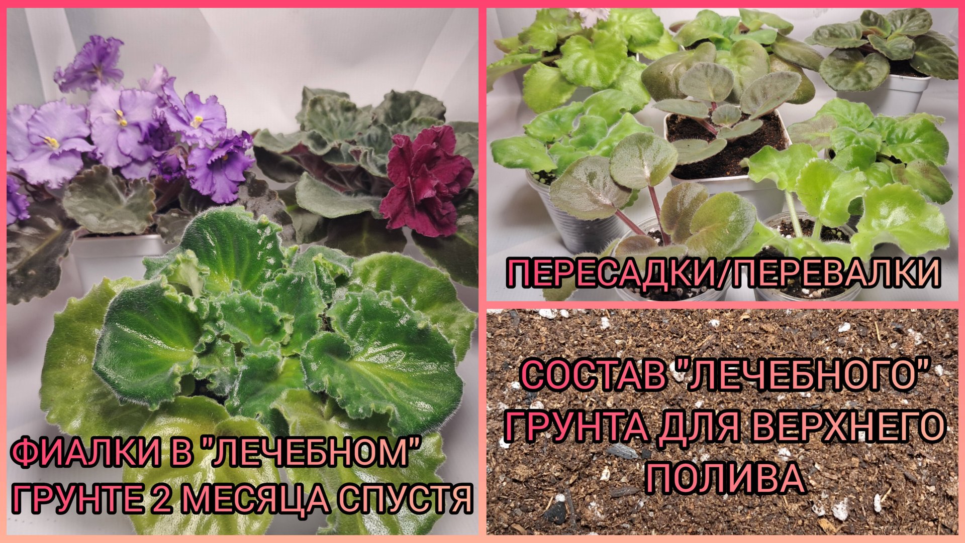 "Лечебный" грунт для верхнего полива. Фиалки в "лечебном" грунте спустя 2 месяца. Пересадка фиалок. смотреть онлайн