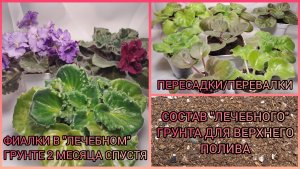 «Лечебный» грунт для верхнего полива. Фиалки в «лечебном» грунте спустя 2 месяца. Пересадка фиалок.