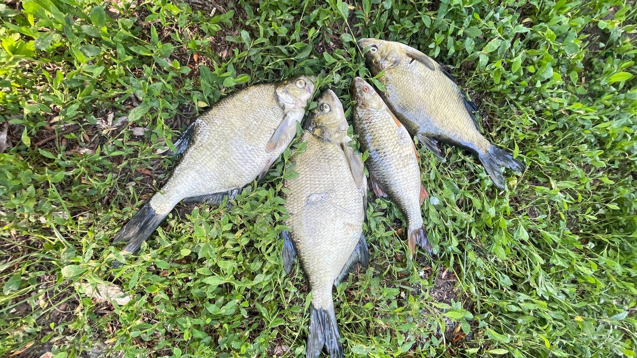 Подводная охота на реке Псел смотреть онлайн