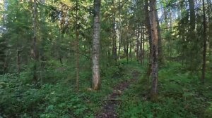 Отзыв охотника Игоря Светлова о GPS-ошейнике в тайге