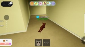 Страшный секрет игры с котятами (ЗАКУЛИСЬЕ)