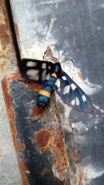 БАБОЧКА-СЛУЖАНКА смотреть онлайн